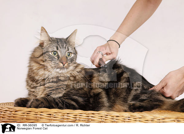 Norwegische Waldkatze / Norwegian Forest Cat / RR-36095