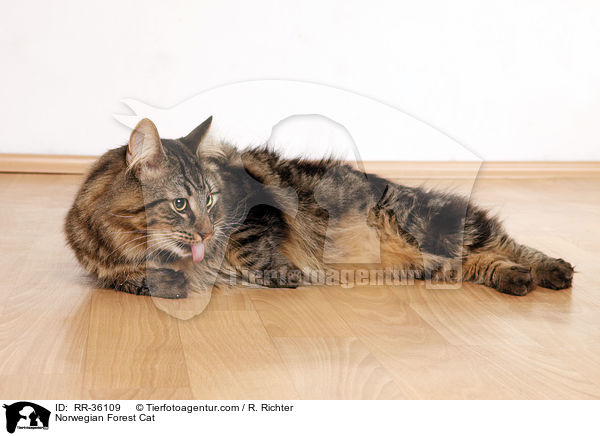 Norwegische Waldkatze / Norwegian Forest Cat / RR-36109