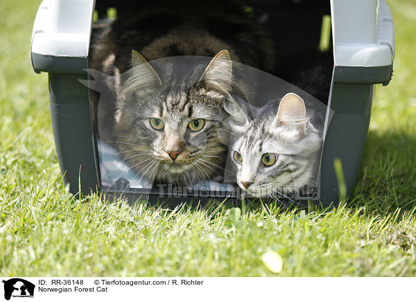 Norwegische Waldkatze / Norwegian Forest Cat / RR-36148