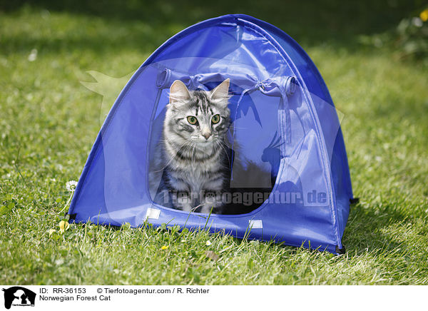 Norwegische Waldkatze / Norwegian Forest Cat / RR-36153