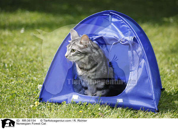 Norwegische Waldkatze / Norwegian Forest Cat / RR-36154