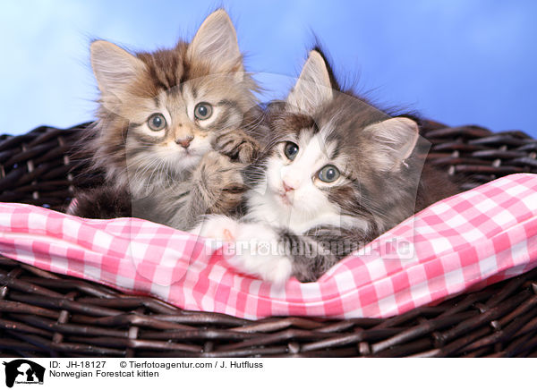 Norwegische Waldkatze Ktzchen / Norwegian Forestcat kitten / JH-18127