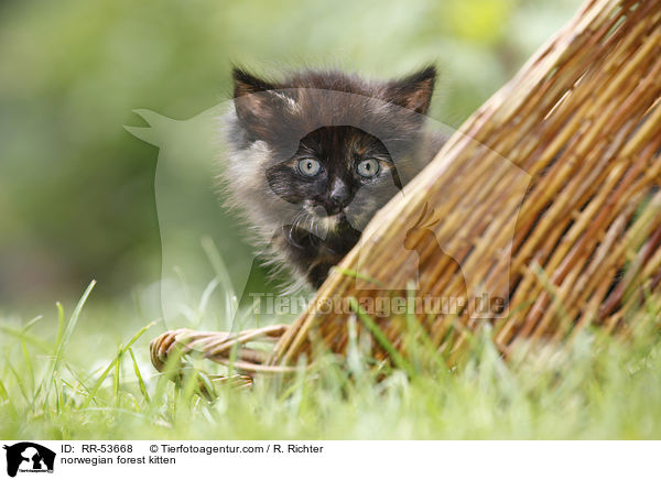 Norwegisches Waldktzchen / norwegian forest kitten / RR-53668