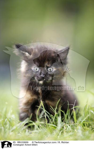 Norwegisches Waldktzchen / norwegian forest kitten / RR-53669