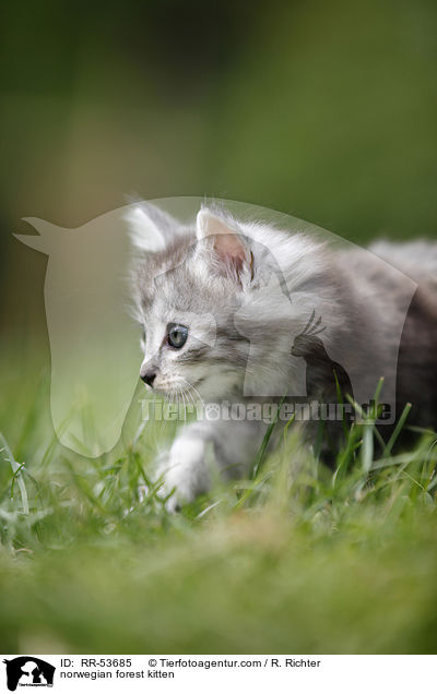 Norwegisches Waldktzchen / norwegian forest kitten / RR-53685