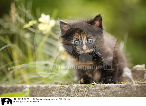 Norwegisches Waldktzchen / norwegian forest kitten / RR-53721