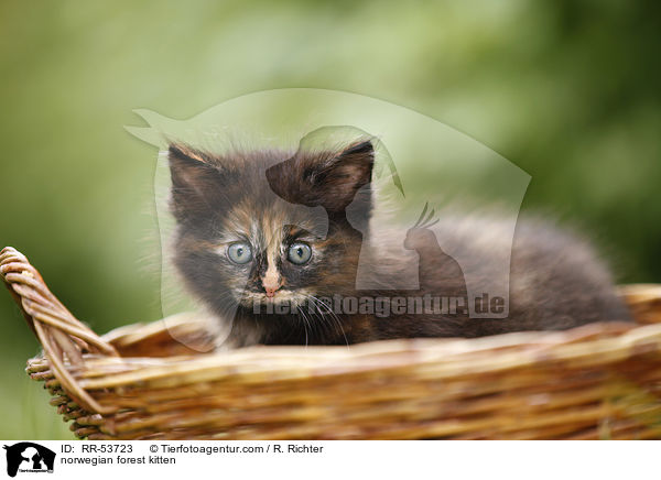 Norwegisches Waldktzchen / norwegian forest kitten / RR-53723