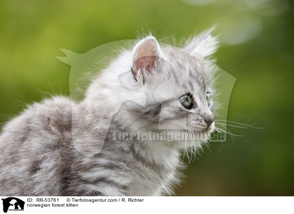 Norwegisches Waldktzchen / norwegian forest kitten / RR-53761