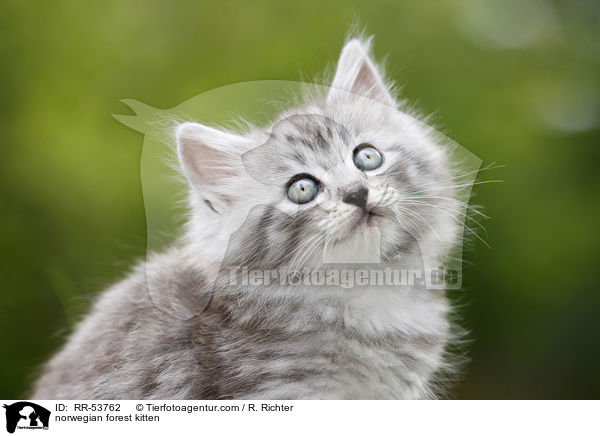 Norwegisches Waldktzchen / norwegian forest kitten / RR-53762