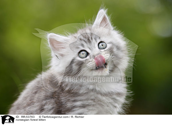 Norwegisches Waldktzchen / norwegian forest kitten / RR-53763