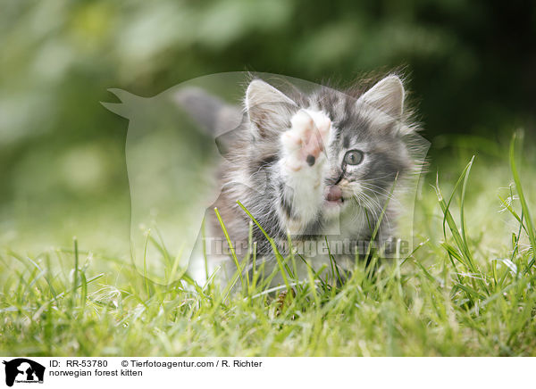 Norwegisches Waldktzchen / norwegian forest kitten / RR-53780