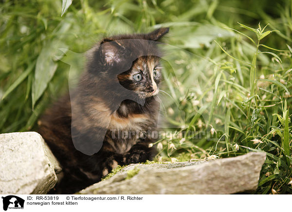 Norwegisches Waldktzchen / norwegian forest kitten / RR-53819