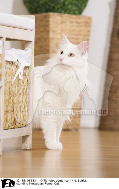 stehende Norwegische Waldkatze / standing Norwegian Forest Cat / NN-08383