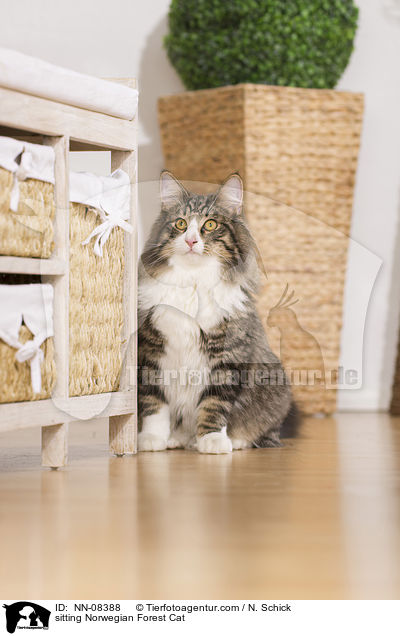 sitzende Norwegische Waldkatze / sitting Norwegian Forest Cat / NN-08388