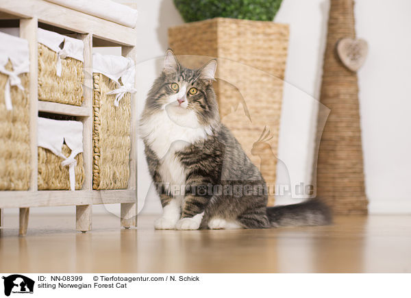 sitzende Norwegische Waldkatze / sitting Norwegian Forest Cat / NN-08399
