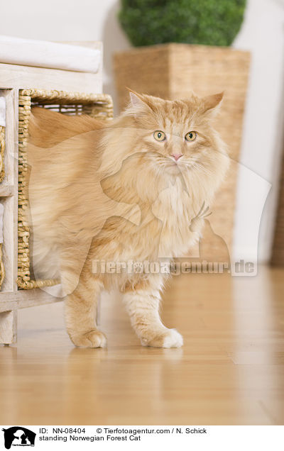stehende Norwegische Waldkatze / standing Norwegian Forest Cat / NN-08404