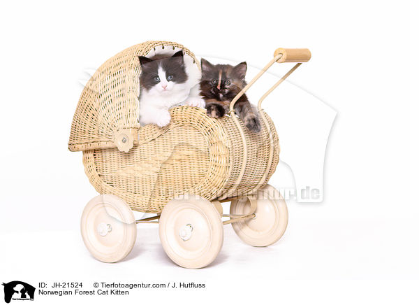 Norwegische Waldkatze Ktzchen / Norwegian Forest Cat Kitten / JH-21524