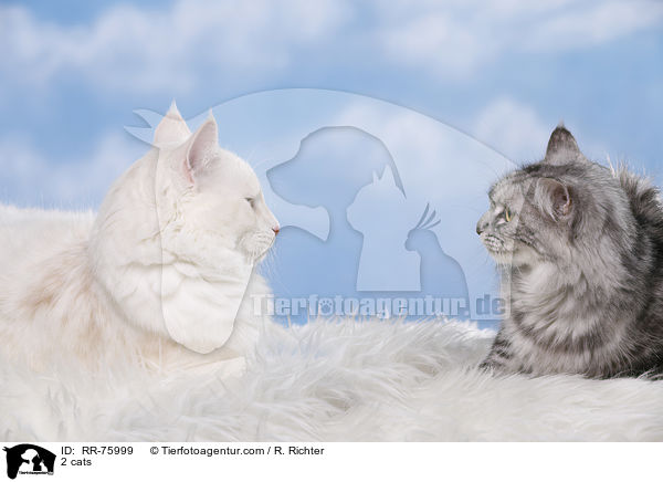2 cats / RR-75999