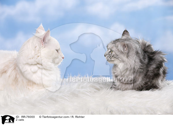 2 cats / RR-76000