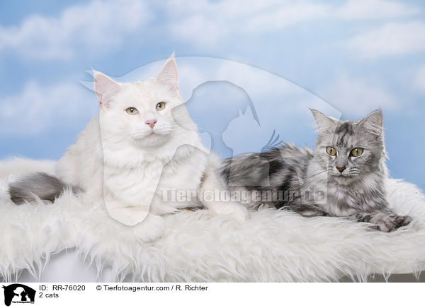 2 cats / RR-76020