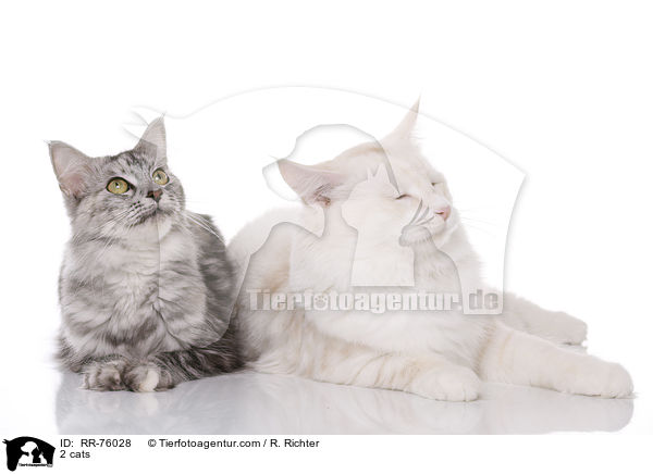 2 cats / RR-76028