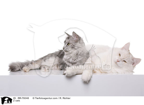 2 cats / RR-76046