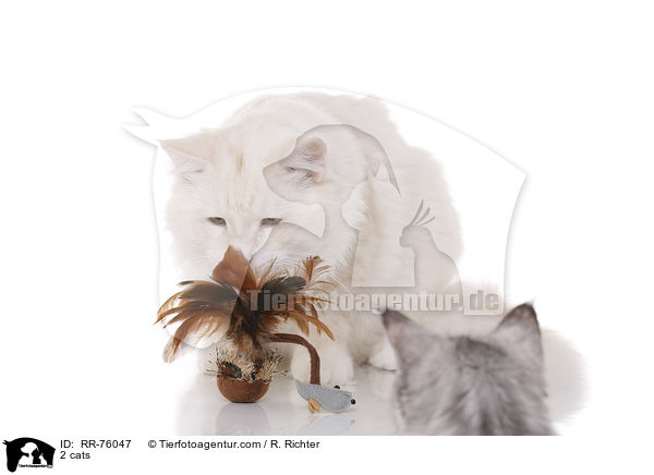 2 cats / RR-76047