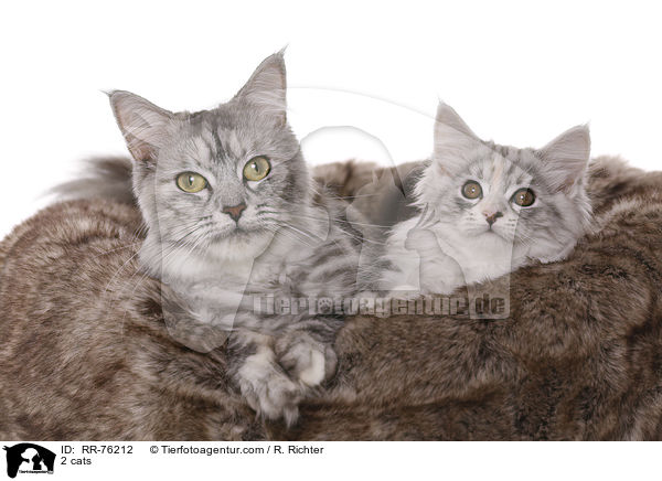 2 Katzen / 2 cats / RR-76212