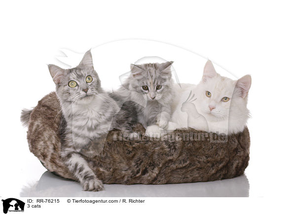 3 cats / RR-76215