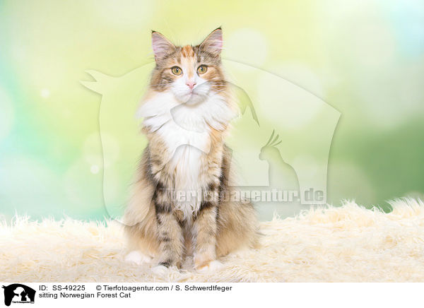 sitzende Norwegische Waldkatze / sitting Norwegian Forest Cat / SS-49225