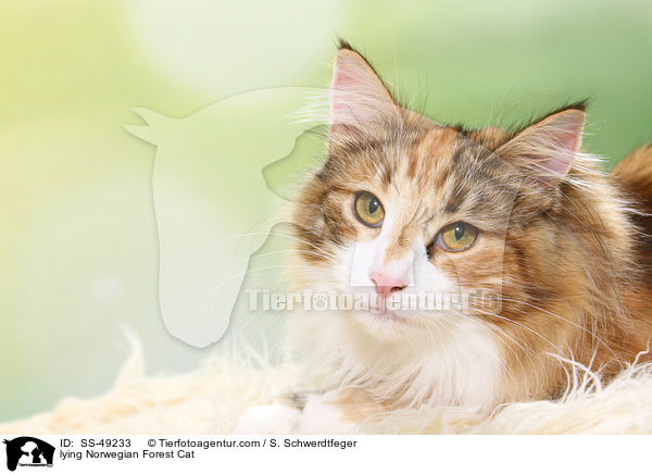 liegende Norwegische Waldkatze / lying Norwegian Forest Cat / SS-49233