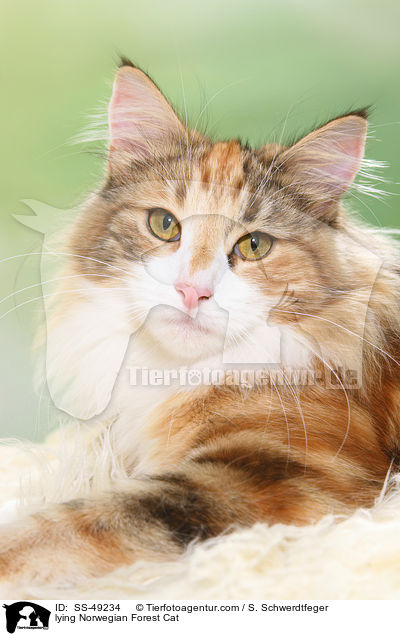 liegende Norwegische Waldkatze / lying Norwegian Forest Cat / SS-49234