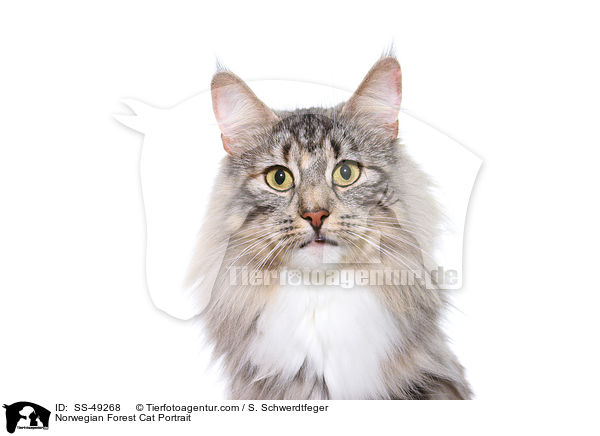 Norwegische Waldkatze Portrait / Norwegian Forest Cat Portrait / SS-49268