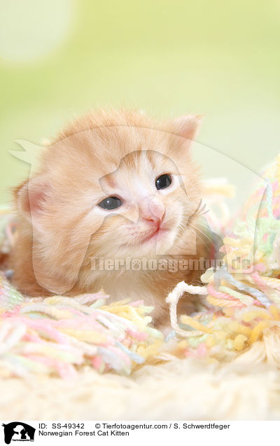 Norwegische Waldkatze Ktzchen / Norwegian Forest Cat Kitten / SS-49342