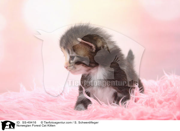 Norwegische Waldkatze Ktzchen / Norwegian Forest Cat Kitten / SS-49416