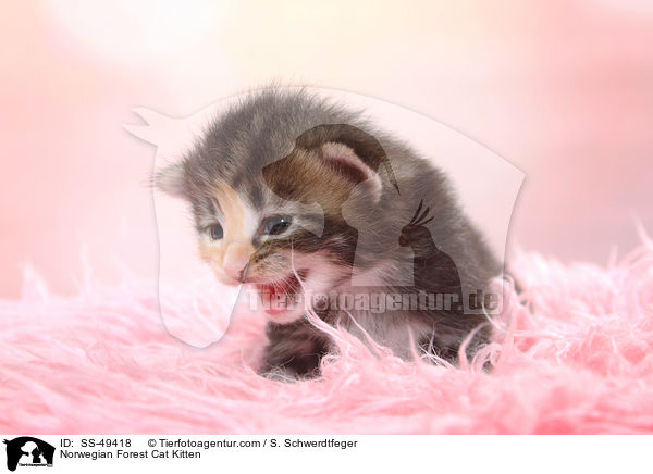 Norwegische Waldkatze Ktzchen / Norwegian Forest Cat Kitten / SS-49418