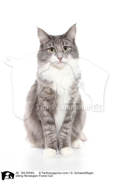 sitzende Norwegische Waldkatze / sitting Norwegian Forest Cat / SS-50083