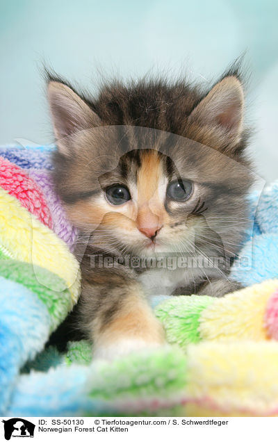 Norwegische Waldkatze Ktzchen / Norwegian Forest Cat Kitten / SS-50130
