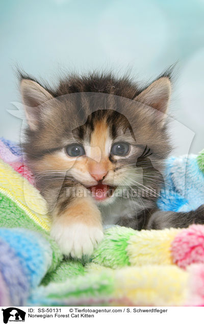 Norwegische Waldkatze Ktzchen / Norwegian Forest Cat Kitten / SS-50131