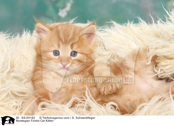 Norwegische Waldkatze Ktzchen / Norwegian Forest Cat Kitten / SS-50182