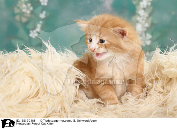 Norwegische Waldkatze Ktzchen / Norwegian Forest Cat Kitten / SS-50188