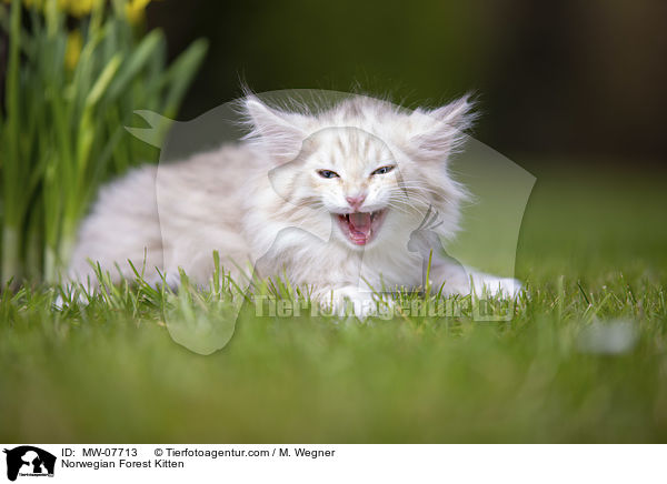 Norwegisches Waldktzchen / Norwegian Forest Kitten / MW-07713