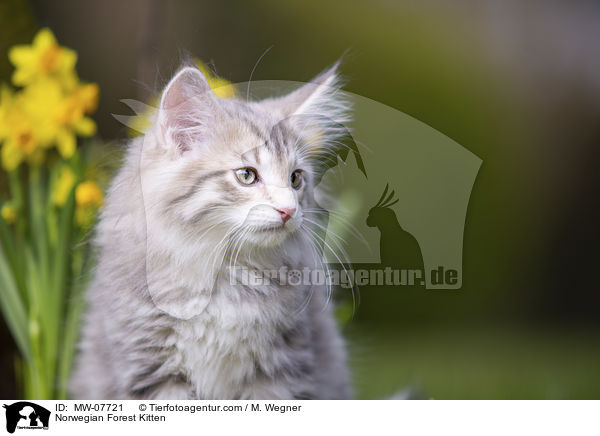Norwegisches Waldktzchen / Norwegian Forest Kitten / MW-07721