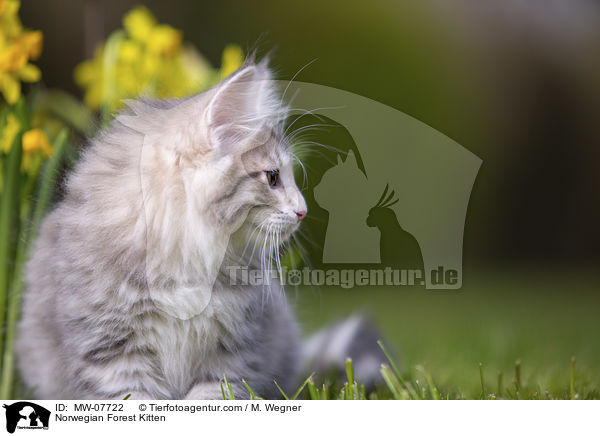 Norwegisches Waldktzchen / Norwegian Forest Kitten / MW-07722