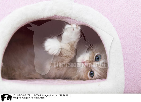 liegendes Norwegisches Waldktzchen / lying Norwegian Forest Kitten / HBO-03179