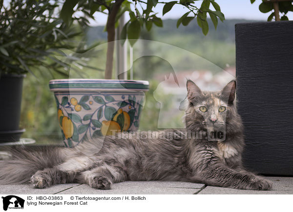 liegende Norwegische Waldkatze / lying Norwegian Forest Cat / HBO-03863