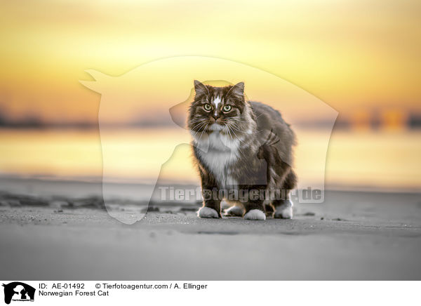 Norwegische Waldkatze / Norwegian Forest Cat / AE-01492