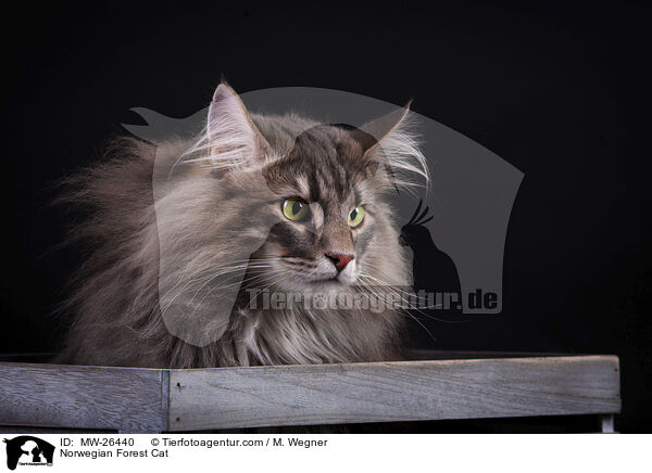 Norwegische Waldkatze / Norwegian Forest Cat / MW-26440