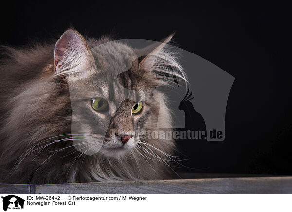 Norwegische Waldkatze / Norwegian Forest Cat / MW-26442