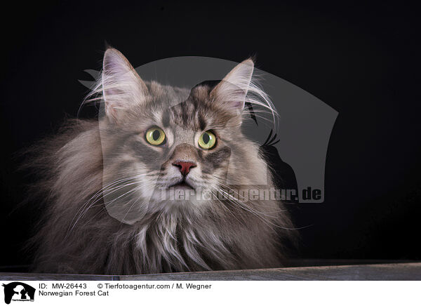 Norwegische Waldkatze / Norwegian Forest Cat / MW-26443
